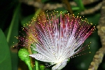 'Báu vật' từ Trường Sa