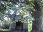 Bí ẩn miếu Cây Thị cổ ở làng Phước Tích