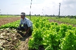Làng rau điêu đứng