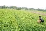 Thừa Thiên Huế: Sẽ giải quyết đầu ra ổn định cho thương hiệu rau má Quảng Thọ ( Quảng Điền)