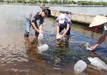 Quảng Điền thả 2 vạn tôm giống và 2 ngàn cua giống ra môi trường tư nhiên vùng đầm phá