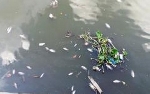 Cá lại chết trên sông sau mưa