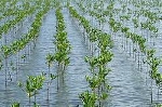 Gần 10.000 cây ngập mặn được trồng ven đầm Lăng Cô
