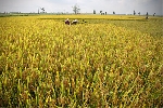 Hơn 14 tỷ đồng thực hiện chính sách bảo vệ và phát triển đất trồng lúa