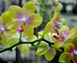 Nghiệm thu dự án “Hỗ trợ xây dựng mô hình ứng dụng công nghệ tiên tiến để sản xuất hoa lan Hồ điệp chất lượng cao tại thành phố Huế-tỉnh Thừa Thiên Huế”.