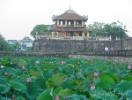 Sen hồng Thành Nội