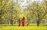 Triển khai Đề án “Xây dựng Thừa Thiên Huế trở thành xứ sở Mai vàng của Việt Nam” giai đoạn từ nay đến năm 2030.