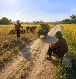 Chùm thơ Nguyên Quân