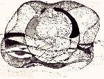 Trăng vô sự