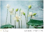 Huế yêu thương