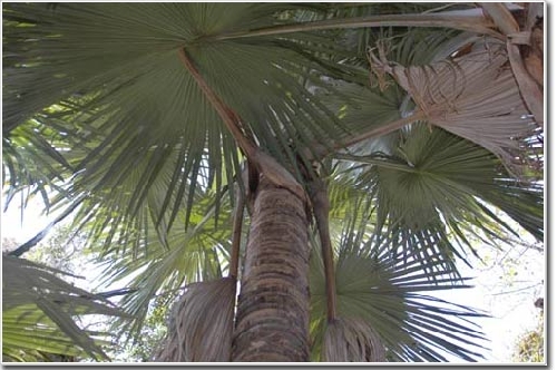 Bụi Cây