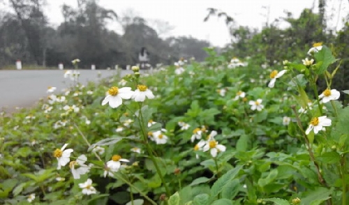 Hành trình đứng bóng
