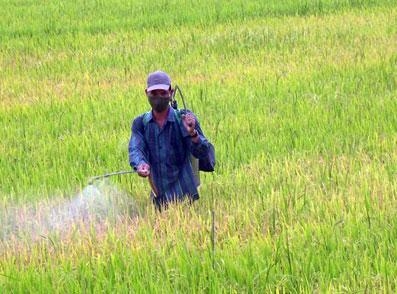 Dịch rầy nâu làm đau 8000 ha đồng ruộng Huế