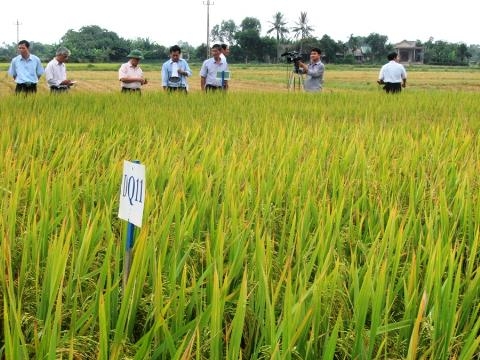 Tiếp tục bố trí khảo nghiệm cơ bản 9 giống lúa trong vụ ĐX 2013-2014