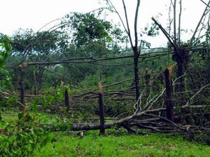 Nam Đông: Bão số 8 gây thiệt hại gần 2 tỷ đồng