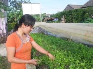 Quảng Điền: áp dụng mô hình trồng rau giàn “vượt lũ”.