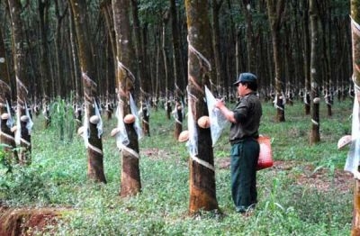 Cựu chiến binh dân tộc Pa Hy làm kinh tế giỏi 