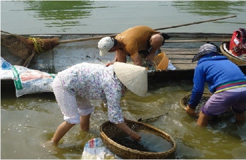 Nghề nguy hiểm: Lặn sông mò ốc