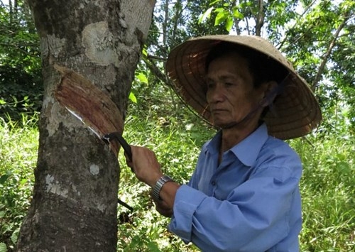 Nông dân lao đao vì cao su rớt giá