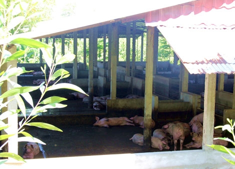 Thừa Thiên – Huế: Doanh nghiệp nuôi lợn gây ô nhiễm môi trường
