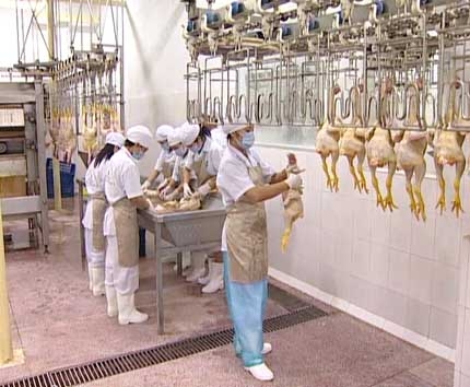 A Lưới: 8,5 tỷ đồng nâng cấp và xây mới 3 lò giết mổ gia súc, gia cầm tập trung 