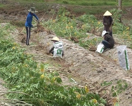 Phong Điền đẩy nhanh tiến độ thu hoạch sắn