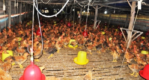 Đầu tư xây dựng trang trại tổng hợp