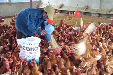 40 tỷ đồng xây dựng khu trang trại chăn nuôi tập trung và nhà máy sản xuất phân hữu cơ vi sinh Quảng Điền