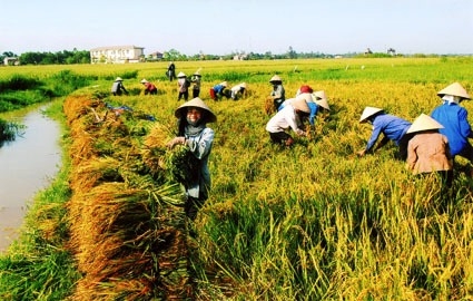 Phú Vang triển khai Phương án chuyển đổi Hợp tác xã theo Luật HTX năm 2012