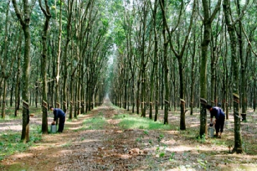 Nam Đông: Triển khai kế hoạch chăm sóc, cải tạo nâng cao giá trị kinh tế vườn năm 2015