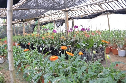 Làng Tiên Nộn chuẩn bị hoa Tết