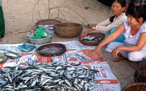 Ngư dân trúng đậm cá trích đầu năm