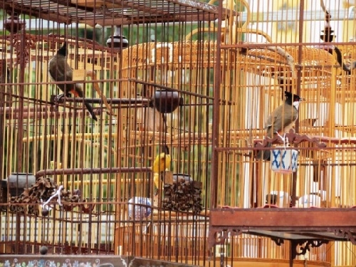 Hội thi chim chào mào tranh Cúp vàng cố đô đầu xuân Ất Mùi 