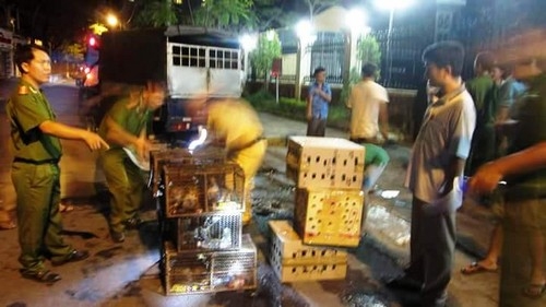 Bắt giữ xe khách vận chuyển động vật hoang dã trái phép