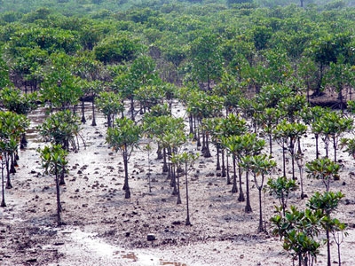 Hội nghị trồng rừng ứng phó biến đổi khí hậu và nhân rộng mô hình rừng sản xuất giá trị cao tại Thành phố Huế