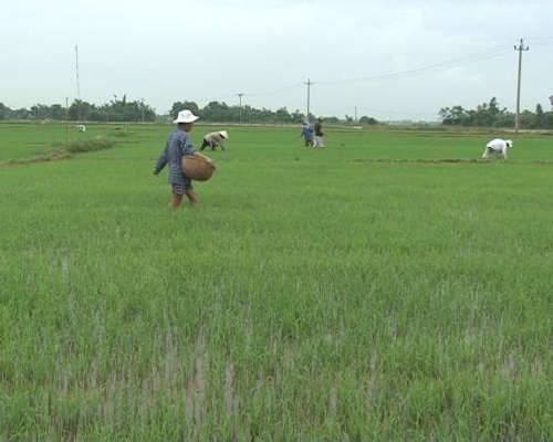 Cánh đồng lớn – triển vọng cho nền kinh tế nông nghiệp Quảng Điền.