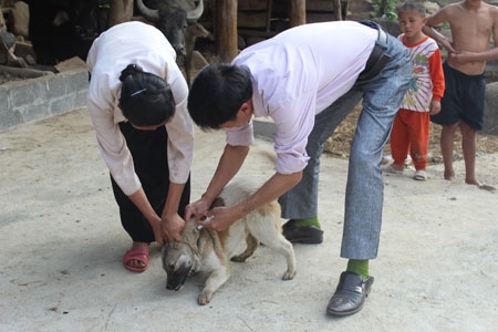 Đến ngày 24/4/2015, toàn tỉnh đã tiêm phòng được 54.310 liều vắc xin dại chó 