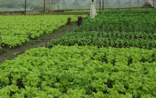 Triển khai các mô hình phát triển sản xuất ở Quảng Điền năm 2015