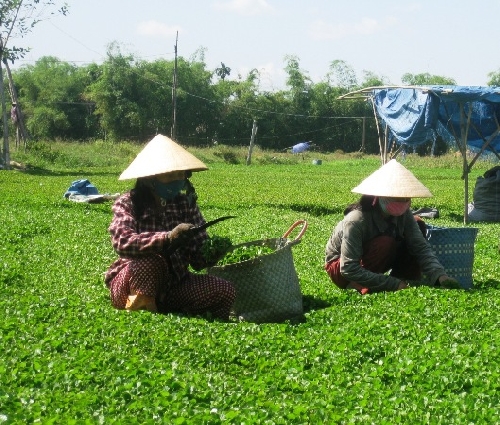 Quảng Điền: Chú trọng chuyển đổi cơ cấu cây trồng, vật nuôi góp phần nâng cao thu nhập cho người dân.