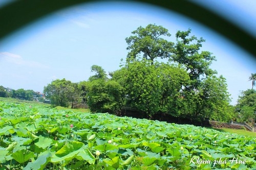 Tịnh Tâm mùa sen về