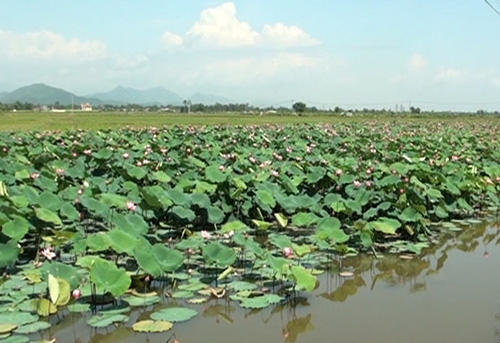 Làm giàu từ sen