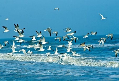 Trường ĐHNL Huế: Tổ chức cuộc thi "Sinh viên với biển, đảo Tổ quốc"