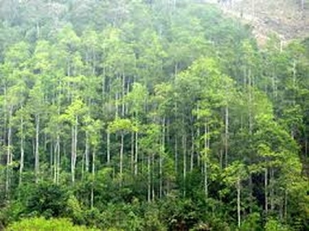 Sắp xếp, đổi mới công ty lâm nghiệp tỉnh Thừa Thiên Huế