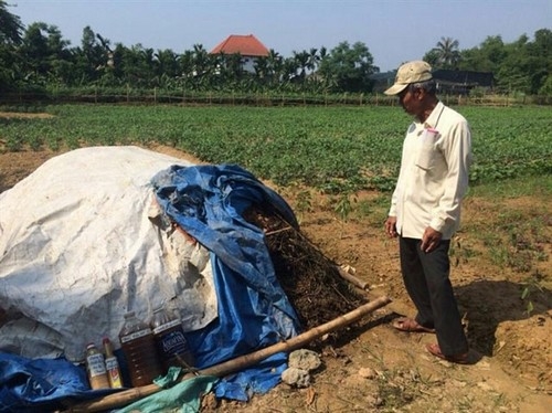 Trồng rau hữu cơ ở Kim Long