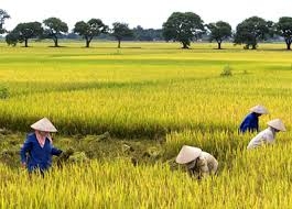 Nam  Đông: Năng suất lúa vụ Đông xuân ước đạt khoảng 54 tạ/ha