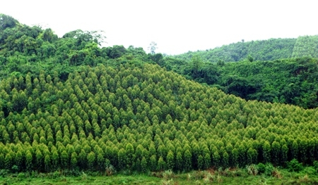 Diện tích đất lâm nghiệp quy hoạch cho giai đoạn 2016 - 2020 là 325.182,3 ha