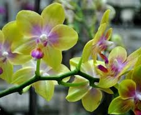 Nghiệm thu dự án “Hỗ trợ xây dựng mô hình ứng dụng công nghệ tiên tiến để sản xuất hoa lan Hồ điệp chất lượng cao tại thành phố Huế-tỉnh Thừa Thiên Huế”.