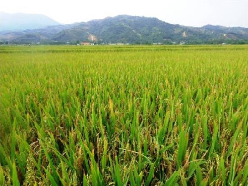 A Lưới: Tăng cường tổ chức sản xuất lúa theo quy mô cánh đồng tập trung, đưa cơ giới hóa vào sản xuất nông nghiệp