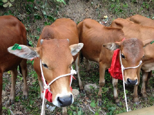 Trao 24 con bò giống sinh sản cho 5 xã tại huyện A Lưới    