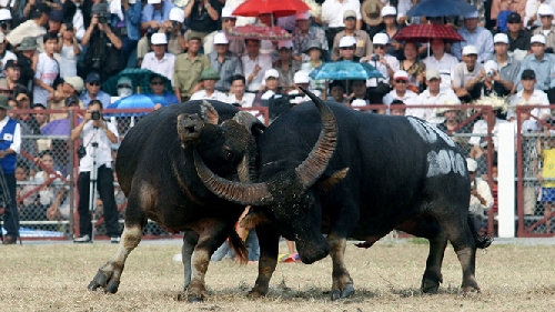 Có nên duy trì lễ hội chọi trâu?